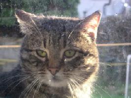 Kitty!